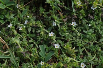 Heliotropium formosanum, photographed by Cheng-Te Hsu