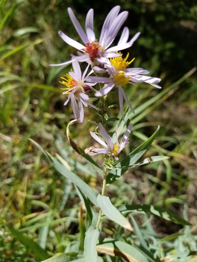 Herrickia glauca, photographed by Rod