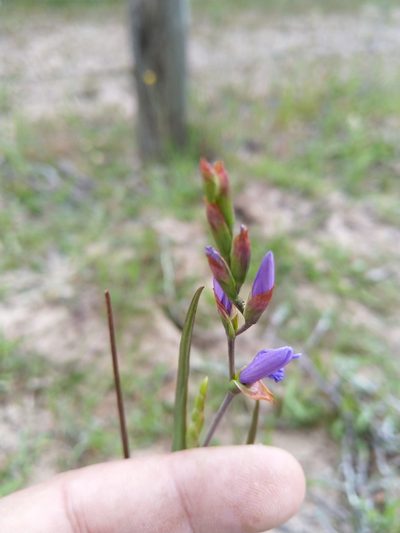 Geissorhiza purpurascens, photographed by Jacques van der Merwe