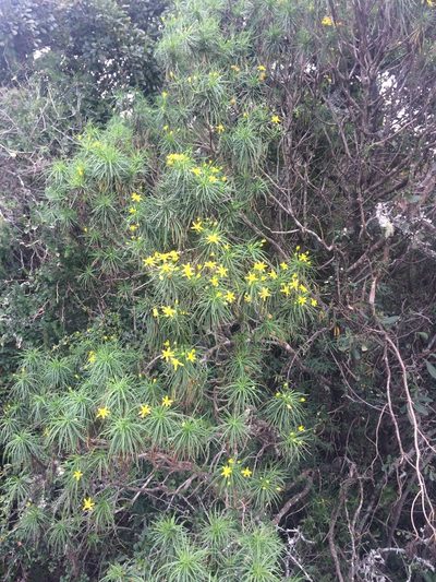 Euryops brevipapposus, photographed by Andrew Gillespie