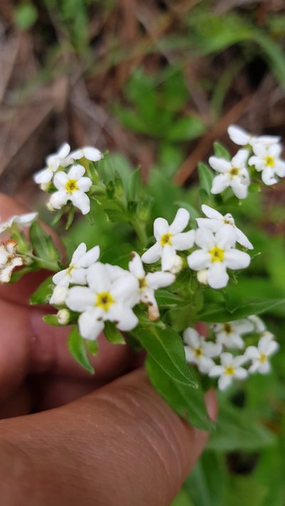 Lithospermum distichum, photographed by Eugenio Padilla