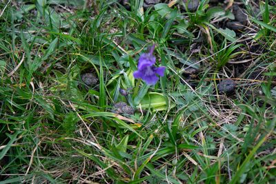 Pinguicula grandiflora, photographed by Ryan McMinds