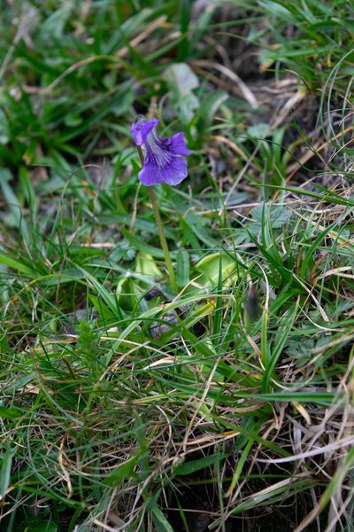 Pinguicula grandiflora, photographed by Ryan McMinds