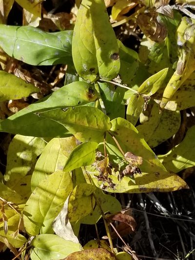 Mertensia arizonica, photographed by Rod