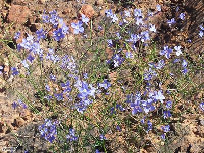 Heliophila macowaniana, photographed by Chris Vynbos