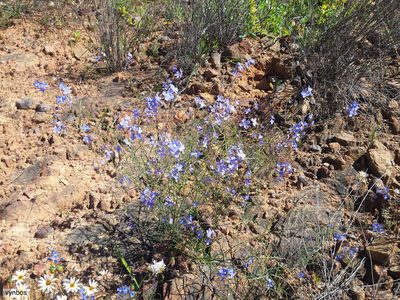 Heliophila macowaniana, photographed by Chris Vynbos