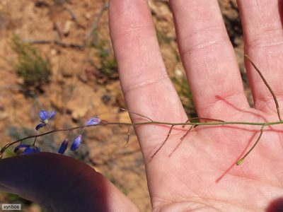 Heliophila macowaniana, photographed by Chris Vynbos