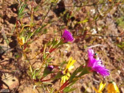 Ruschiella lunulata, photographed by Chris Vynbos