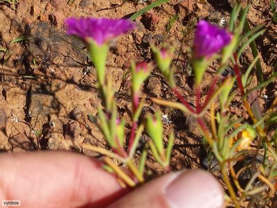 Ruschiella lunulata, photographed by Chris Vynbos