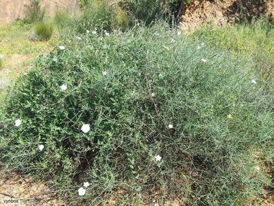 Convolvulus capensis, photographed by Chris Vynbos