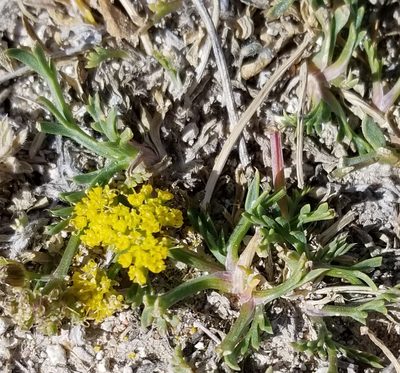 Lomatium minimum, photographed by Rod