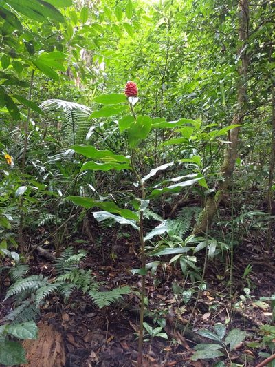 Costus montanus, photographed by Ken-ichi Ueda