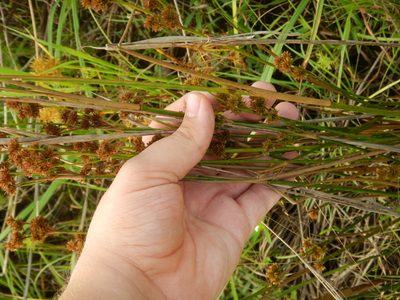 Juncus scirpoides, photographed by Ryan Watson