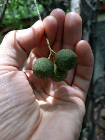Bonellia nervosa, photographed by Ken-ichi Ueda