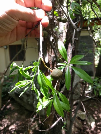 Bonellia nervosa, photographed by Ken-ichi Ueda