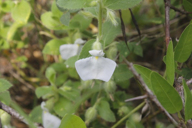 Pombalia calceolaria, photographed by Juan Cruzado Cortés