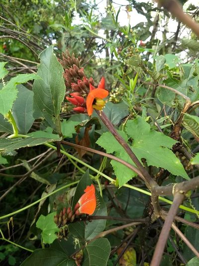 Erythrina breviflora, photographed by Oscar Alejandro Morales Juárez