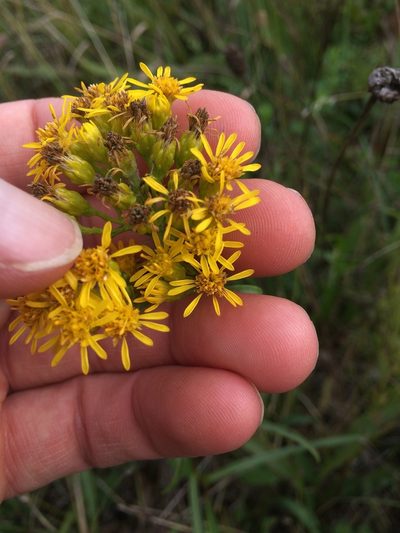 Solidago houghtonii, photographed by Derek