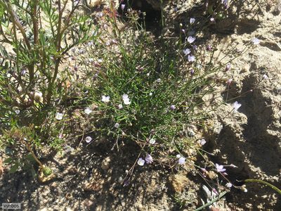 Heliophila pinnata, photographed by Chris Vynbos