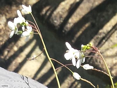 Heliophila amplexicaulis, photographed by Chris Vynbos