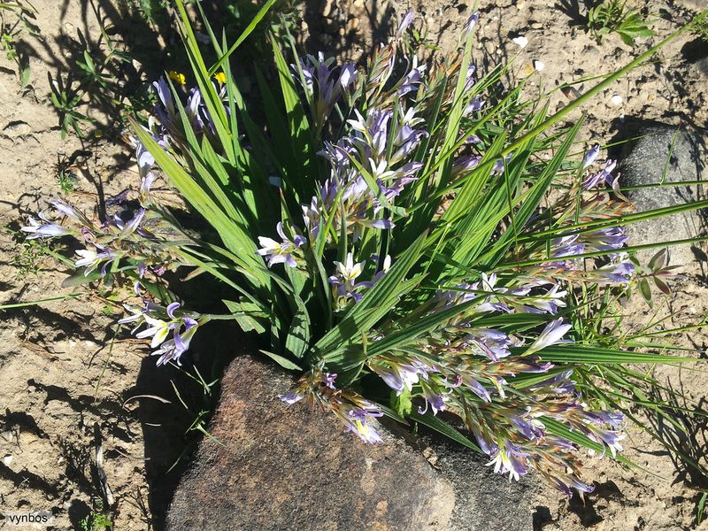 Babiana ecklonii, photographed by Chris Vynbos