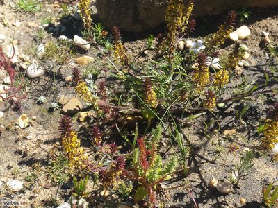 Hebenstretia robusta, photographed by Chris Vynbos