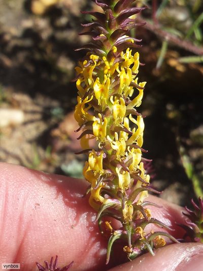 Hebenstretia robusta, photographed by Chris Vynbos
