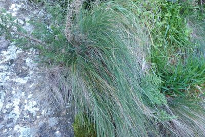 Festuca actae, photographed by Colin Meurk