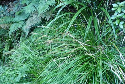 Carex solandri, photographed by Colin Meurk