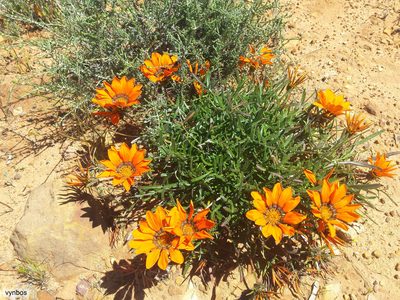 Gazania serrata, photographed by Chris Vynbos