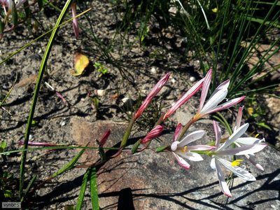 Geissorhiza confusa, photographed by Chris Vynbos