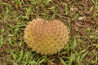Annona purpurea, photographed by Alan Rockefeller