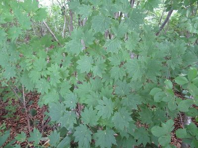 Acer japonicum, photographed by Marco Mussita