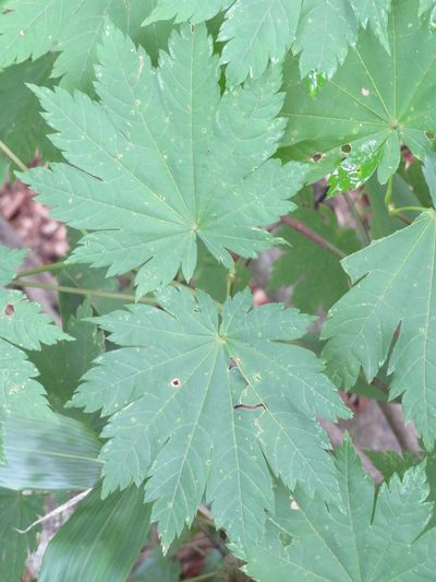 Acer japonicum, photographed by Marco Mussita