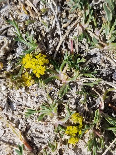 Lomatium minimum, photographed by Rod