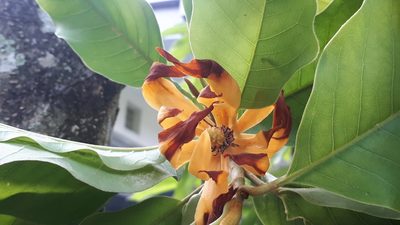 Magnolia champaca, photographed by Ong Jyh Seng