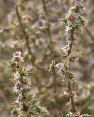 Salsola paulsenii, photographed by Tim Messick