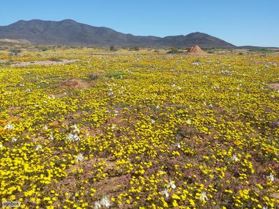 Rhynchopsidium pumilum, photographed by Chris Vynbos