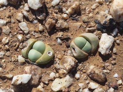 Argyroderma delaetii, photographed by Chris Vynbos