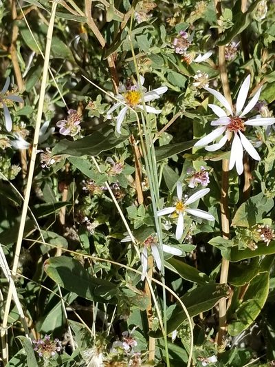 Herrickia glauca, photographed by Rod