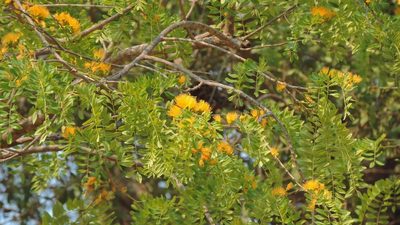 Cordyla africana, photographed by i_c_riddell