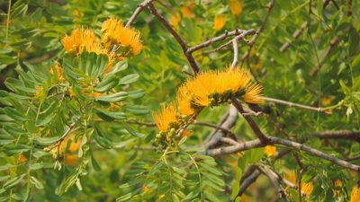 Cordyla africana, photographed by i_c_riddell