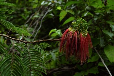 Calliandra calothyrsus, photographed by Daniel Pineda Vera