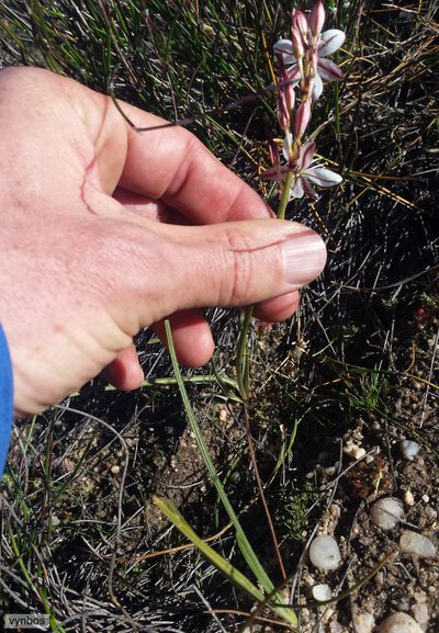 Chlorophytum graminifolium, photographed by Chris Vynbos