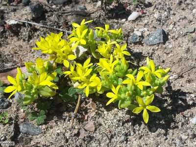 Crassula sebaeoides, photographed by Chris Vynbos