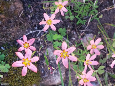 Moraea vallisbelli, photographed by Chris Vynbos