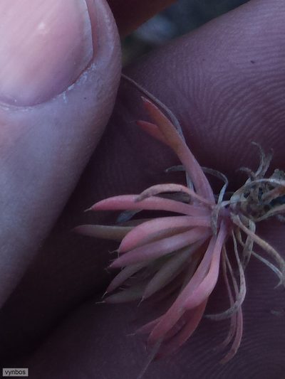 Adenogramma mollugo, photographed by Chris Vynbos
