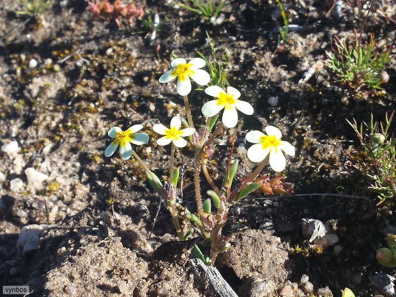 Zaluzianskya pusilla, photographed by Chris Vynbos
