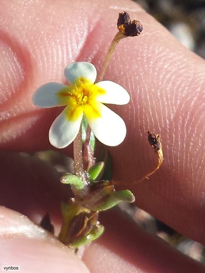 Zaluzianskya pusilla, photographed by Chris Vynbos