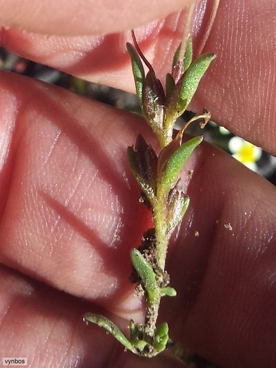 Zaluzianskya pusilla, photographed by Chris Vynbos